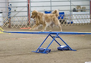 Many dogs can be trained to skillfully perform tasks not natural to canines, such as in this dog agility competition.