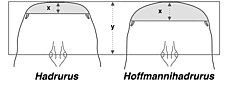 Distances between the lateral and median eyes and the anterior edge of the carapace in the genera Hadrurus and Hoffmannihadrurus.