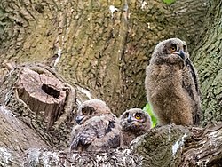 Bela.s mit Drei junge Uhus im Naturschutzgebiet Duvenstedter Brook, Hamburg