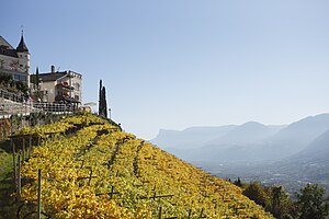 English: Vineyards in Dorf Tirol