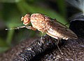 Heleomyzidae, 650 видов