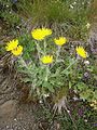 Hieracium villosum