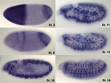Visualization of hunchback mRNA in Drosophila embryo.