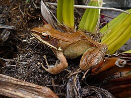 Papurana florensis