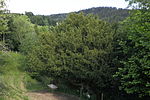 Eibe (Taxus baccata)