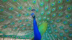 טווס מצוי פורש את נוצותיו הצבעוניות. הטווס נחשב לאחד העופות ההדורים ביותר: גופו צבוע בגוון כחול מתכתי בוהק והוא בעל "זנב" נוצות ארוך וצבעוני בגוון ירוק בו משובצים עשרות "עיניים" צבעוניות.