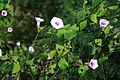 Ipomoea trifida