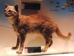 Chat d'Iriomote naturalisé, musée national de la nature et des sciences de Tokyo.