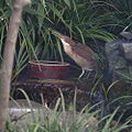 Von Schrenck's bittern