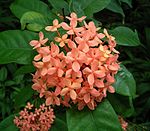 Eldboll (Ixora coccinea)