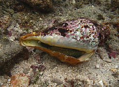 Une jeune conque-araignée géante (Lambis truncata)