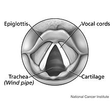 An illustration of a top-down view of the larynx.