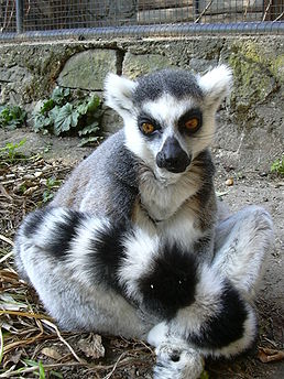 Lemur kata