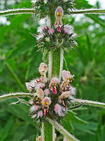 Bunga sesil (tanpa tampuk) pada common motherwort.