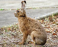 Lepus brachyurus, март, Цукуба, Япония.jpg