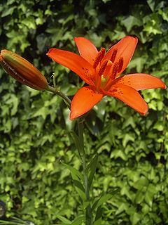 Description de l'image Lilium concolor.jpg.