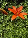 Lilium philadelphicum L. var. andinum