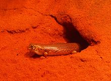 Lizard sitting in mouth of burrow surrounded by red sand