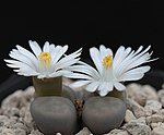 Lithops karasmontana var. opalina