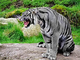 Tigre-do-sul-da-China.Criação livre de artista de como seria um Tigre Azul - a partir de conhecimentos sobre outros felinos.
