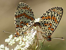 Mating pair of spotted fritillaries on greater pignut Mating Pair of Spotted Fritillaries on Greater Pignut.JPG