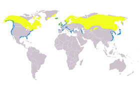 Phân bố vàng=hè; lam=đông; lục=quanh năm