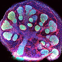 Вирощування in vitro ембріональної слинної залози миші для трансплантації