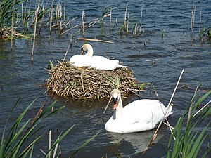 An jeder schönen Stelle, wo man sich eine Nest-Insel ins Wasser bauen kann, sind bereits Schwäne die größer und stärker sind als sie und jagen sie weg.