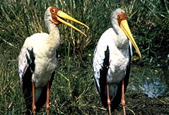 Mycteria ibis1.jpg