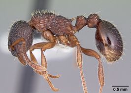 Myrmica latifrons