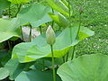 Nelumbo nucifera – lotus