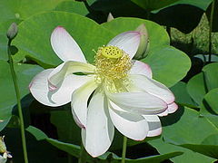 Flor. Perianto y anteras caen al tercer día.