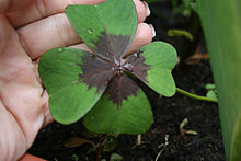 Oxalis tetraphylla leaf.JPG