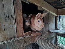 A palomino rabbit displaying her dewlap beside a month-old kit Palomino rabbit with kit.jpg