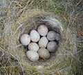 Egg, Larvik 22. mai Foto: Arnstein Rønning