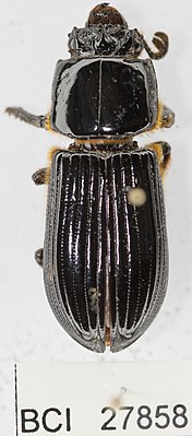 Passalus punctiger