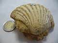 Pecten benedictus Pecten