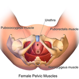 Beckenbodenmuskulatur der Frau unter anderem mit Musculus pubococcygeus