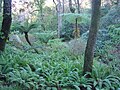 Fern Garden.‎