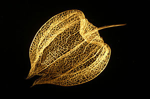 Photographie de l’enveloppe d’un fruit de Physalis.