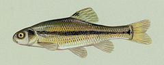 Fathead minnow, a common bait fish Pimephales promelas2.jpg