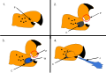 Pistol shrimp claw action. 1. closed pistol shrimp claw with hidden plunger (P). 2. open claw with exposed (P) and chamber (C). 3. open claw with water (W) entering (C). 4. claw with (P) pushed into chamber (C), forcing jet stream (J) out of (C).