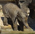 Baby Asian elephant