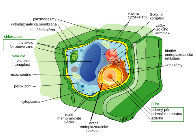 Soubor:Plant cell structure cs.svg