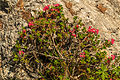 pěnišník chlupatý Rhododendron hirsutum - VZ