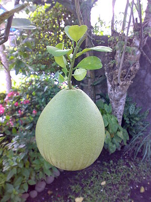 English: Fruit on tree; from the Philippines