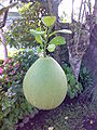 Μεγάλο Φρούτο σε δένδρο στις Φιλιππίνες