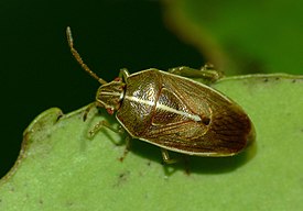 Rhopalimorpha lineolaris