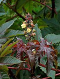 Miniatura para Ricinus communis