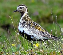 Un chorlito dorado en Rohkunborri.